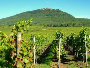 Haut Koenigsbourg dominant les vignes